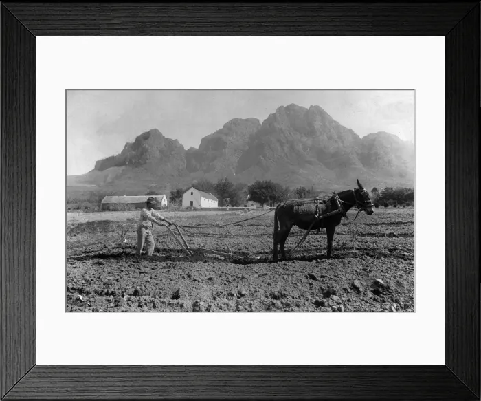 Framed Print : Mule And Plough Framed Print : Mule And Plough