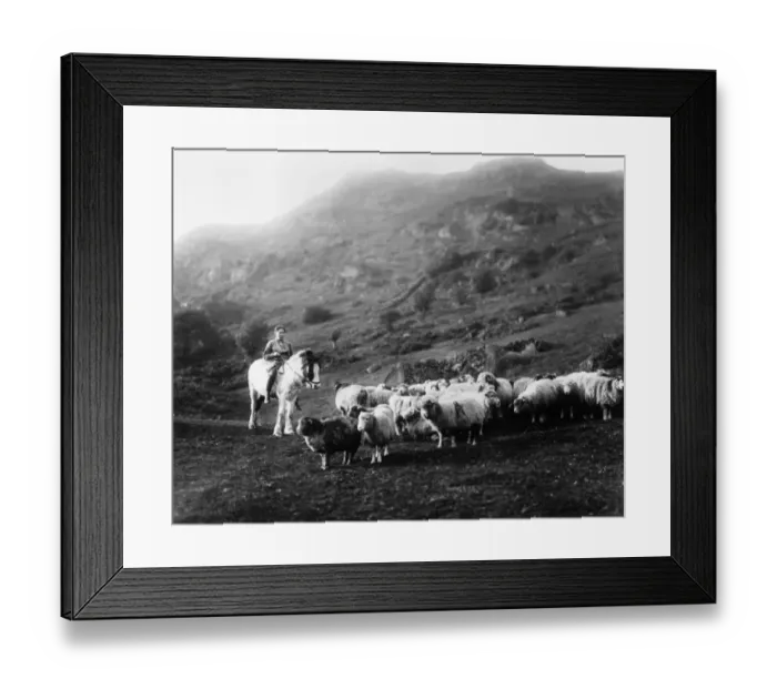 Framed Print : Horseback Shepherdess Framed Print : Horseback Shepherdess