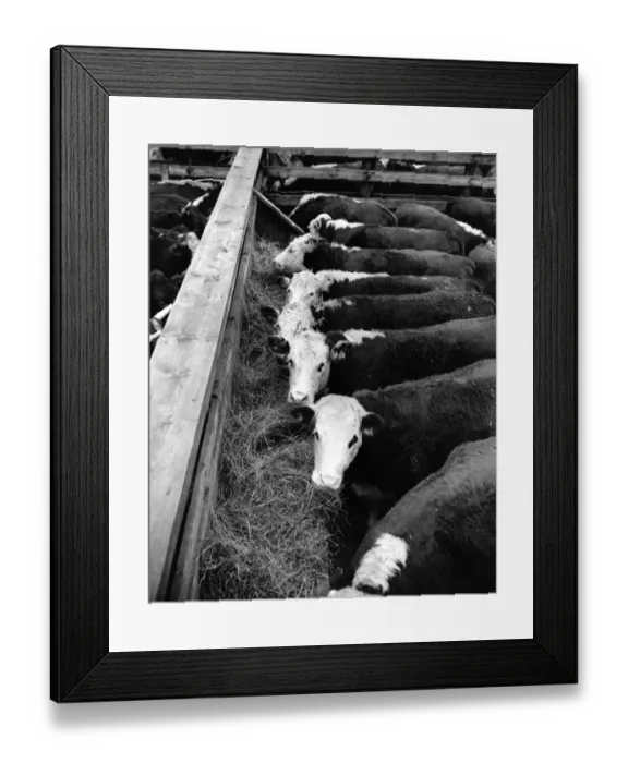 Framed Print : Animal Market Framed Print : Animal Market