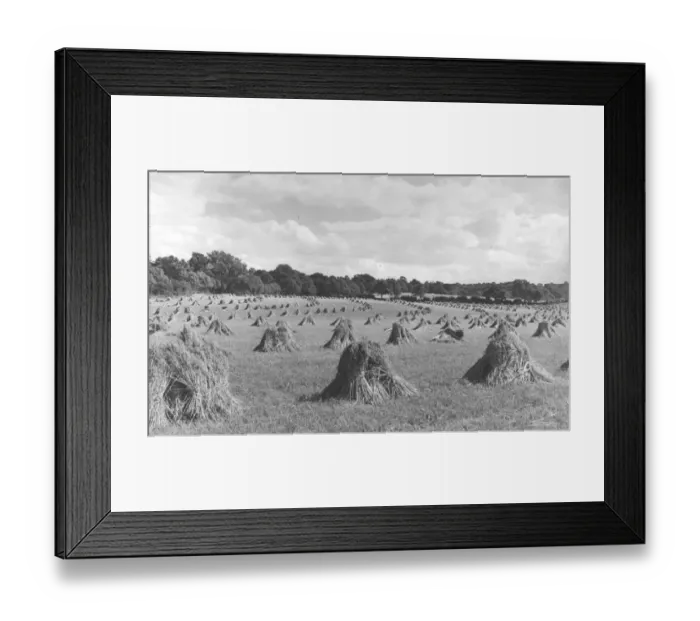 Framed Print : Stooked Oats