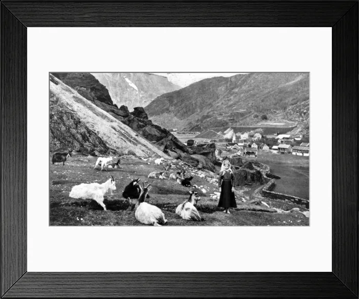 Framed Print : Among The Goats Framed Print : Among The Goats