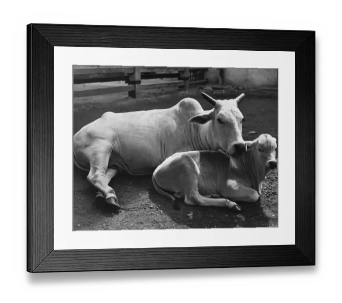 Framed Print : Cow And Calf Framed Print : Cow And Calf