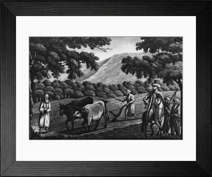 Framed Print : Syrian Cows Framed Print : Syrian Cows