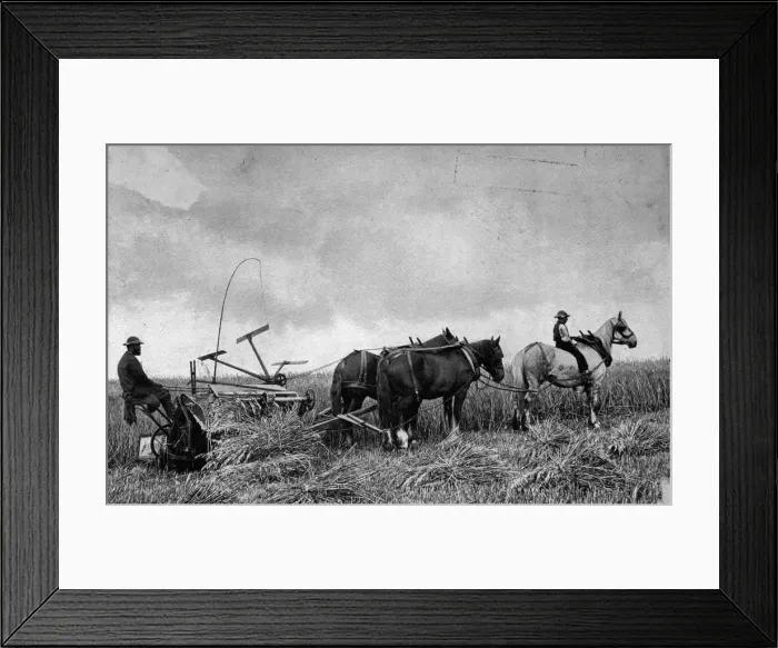 Framed Print : Harvest Time Framed Print : Harvest Time