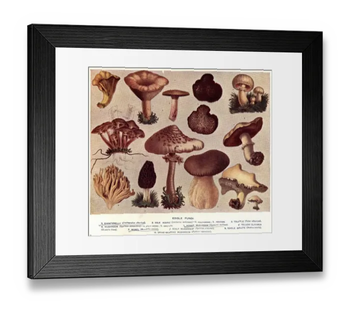 Framed Print : Edible Fungi