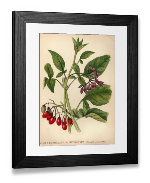 Framed Print : Woody Nightshade Framed Print : Woody Nightshade