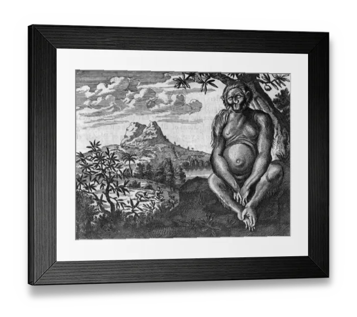 Framed Print : Monkey In Ethiopia Framed Print : Monkey In Ethiopia