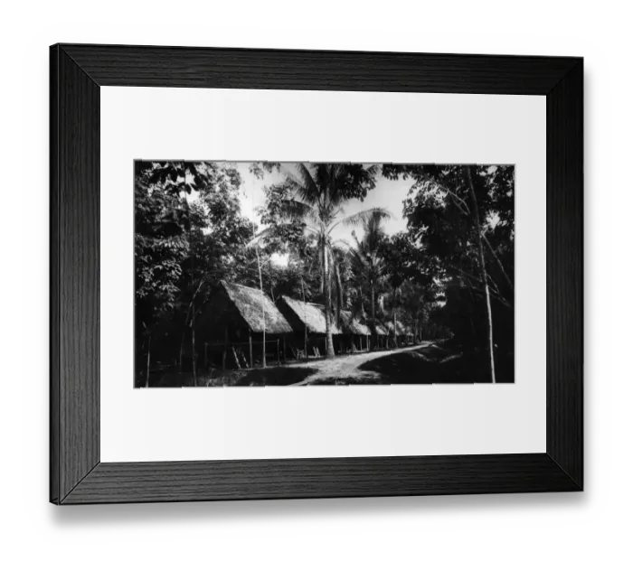 Framed Print : Rubber Plantation Framed Print : Rubber Plantation