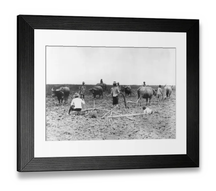 Framed Print : Rice Field Framed Print : Rice Field