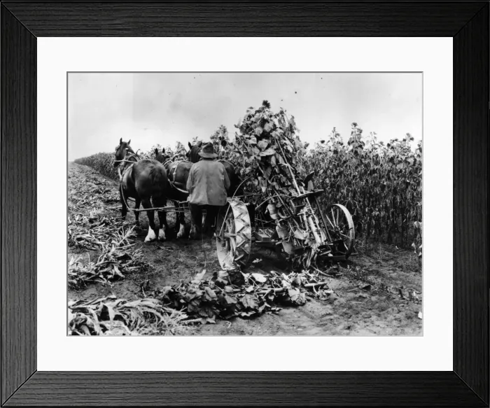 Framed Print : Sunflowers Framed Print : Sunflowers