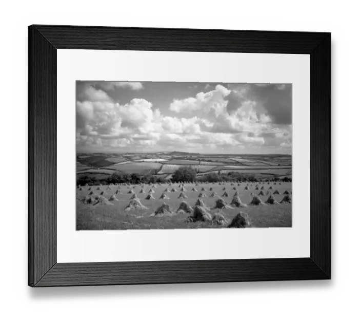 Framed Print : Cornish Cornfield Framed Print : Cornish Cornfield