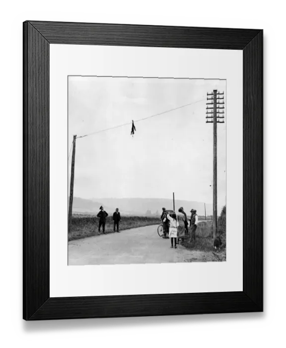 Framed Print : High Wire Fox Framed Print : High Wire Fox
