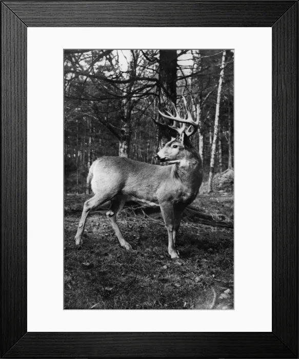 Framed Print : Deer. circa 1930: A stag deer in a New Brunswick forest Framed Print : Deer. circa 1930: A stag deer in a New Brunswick forest