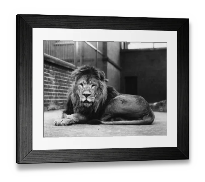 Framed Print : Sultan The Lion Framed Print : Sultan The Lion