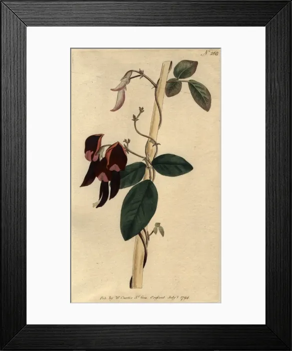 Framed Print : Flower. July 1794: A climbing flower. (Photo by Hulton Archive / Getty Images) Framed Print : Flower. July 1794: A climbing flower. (Photo by Hulton Archive / Getty Images)