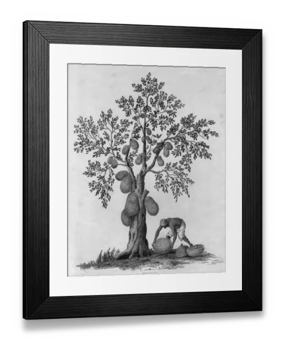 Framed Print : Collecting Gourds Framed Print : Collecting Gourds