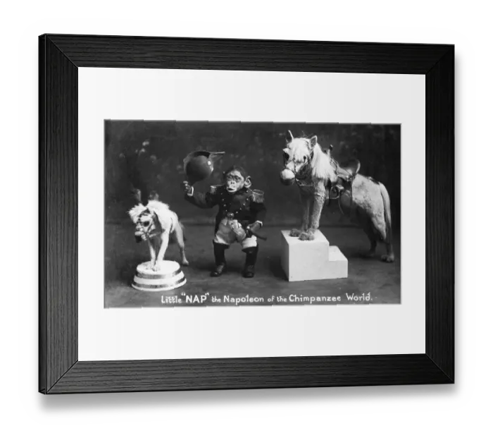 Framed Print : Little Nap Framed Print : Little Nap