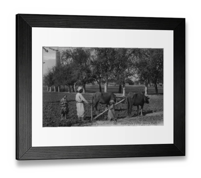Framed Print : Egyptian Farmer Framed Print : Egyptian Farmer