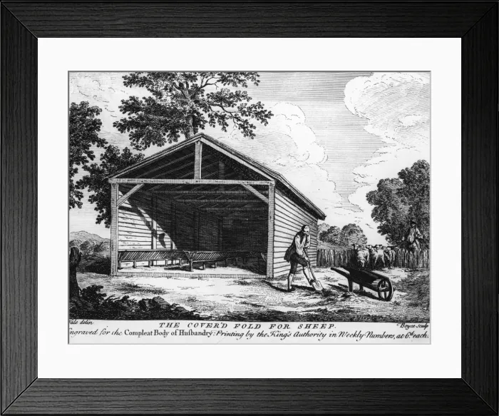 Framed Print : Sheep Fold