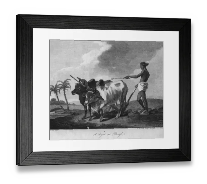 Framed Print : Ox Plough. circa 1860: A plough drawn by oxen is used by a loin-clothed labourer in Asia