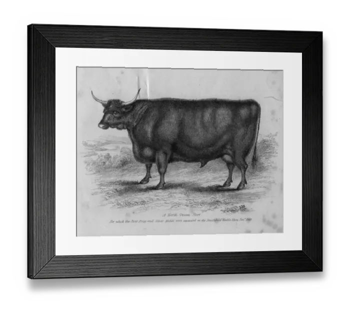Framed Print : Devon Longhorn Framed Print : Devon Longhorn