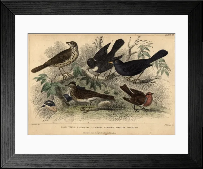Framed Print : British Birds Framed Print : British Birds