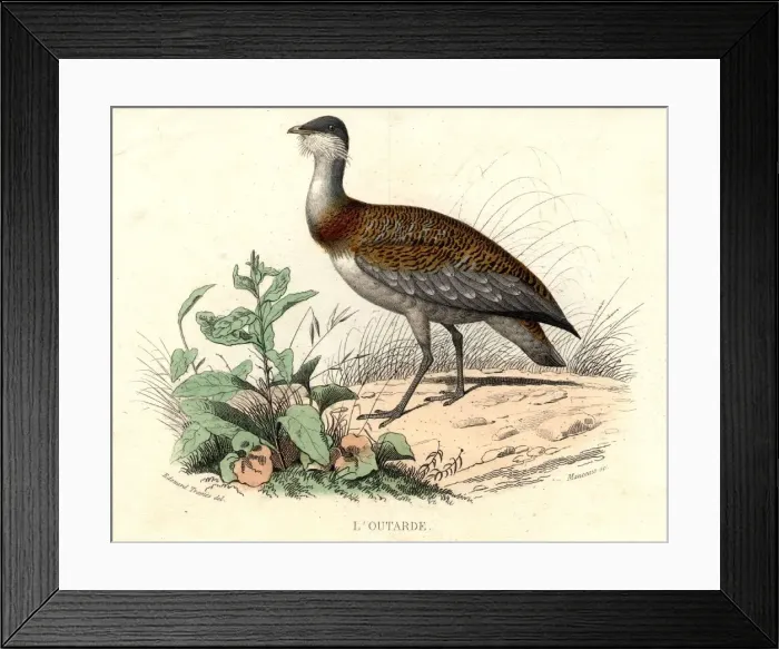 Framed Print : L Outarde. circa 1900: The Bustard, a bird of the Otis genus, ranked with cranes Framed Print : L Outarde. circa 1900: The Bustard, a bird of the Otis genus, ranked with cranes