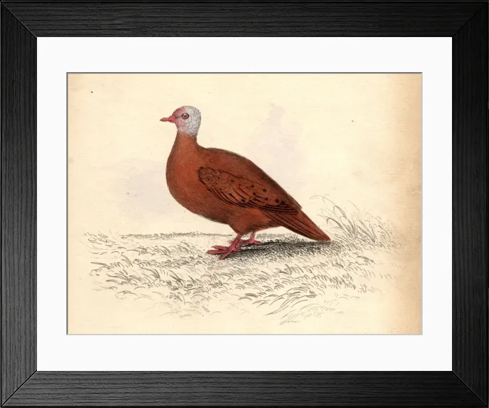 Framed Print : Red Dove. circa 1800: A dove of the Chaemepelia Talpicoti family Framed Print : Red Dove. circa 1800: A dove of the Chaemepelia Talpicoti family