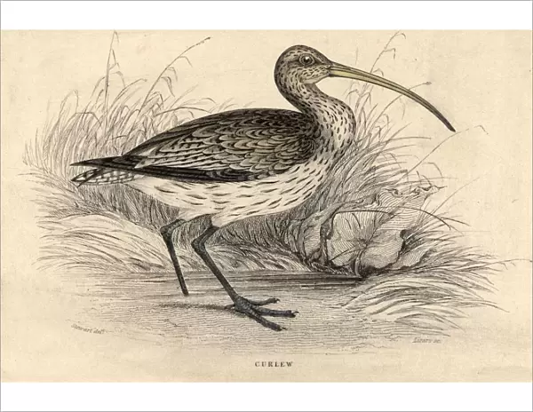 Curlew. circa 1800: The Curlew, a wading bird named after its plaintive whistling cry