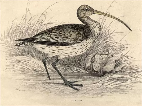 Curlew. circa 1800: The Curlew, a wading bird named after its plaintive whistling cry
