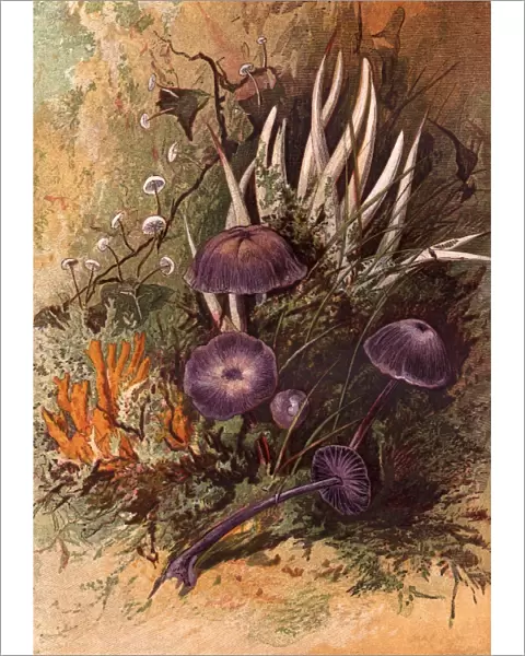 Fungi. circa 1900: Different species of fungi including