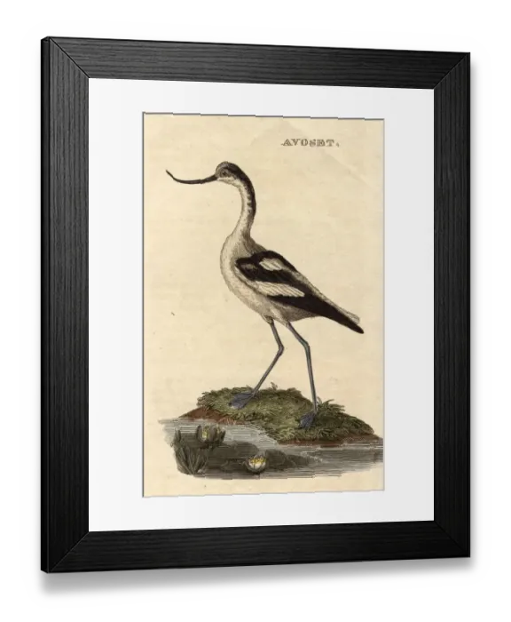 Framed Print : The Avoset Framed Print : The Avoset