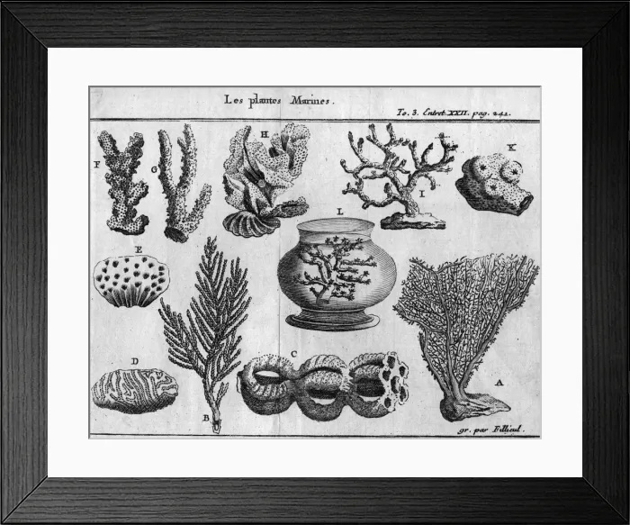 Framed Print : Marine Plants Framed Print : Marine Plants