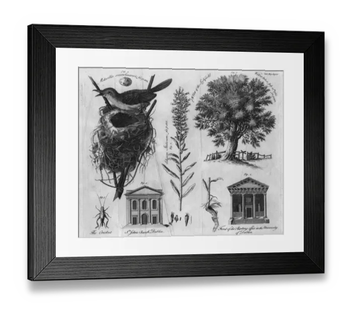 Framed Print : Willow Tree And Nest Framed Print : Willow Tree And Nest