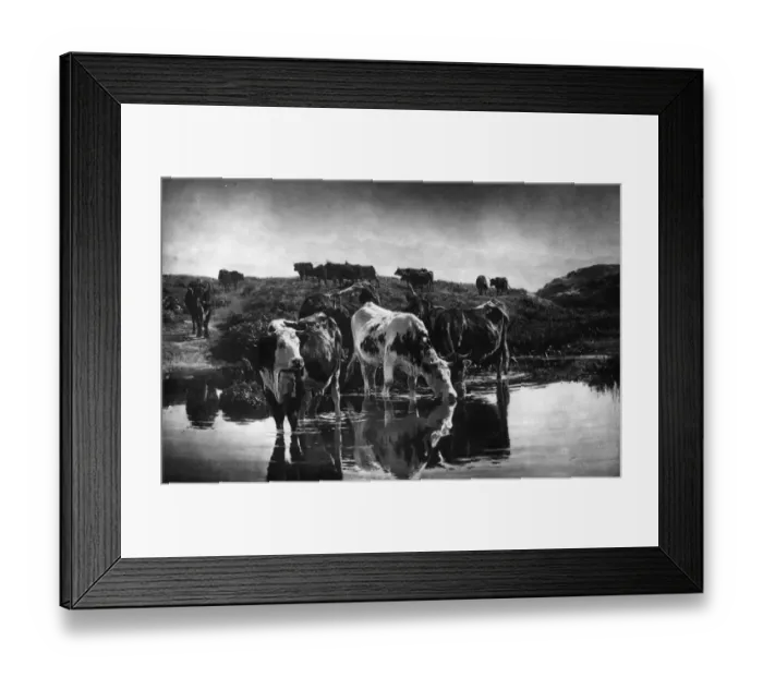 Framed Print : Thirsty Cow Framed Print : Thirsty Cow