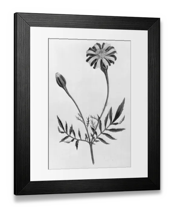 Framed Print : French Marigold Framed Print : French Marigold