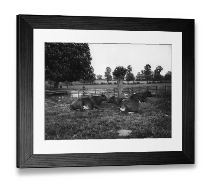 Framed Print : Lying Cow. circa 1915: Cows resting by a pond in a field Framed Print : Lying Cow. circa 1915: Cows resting by a pond in a field