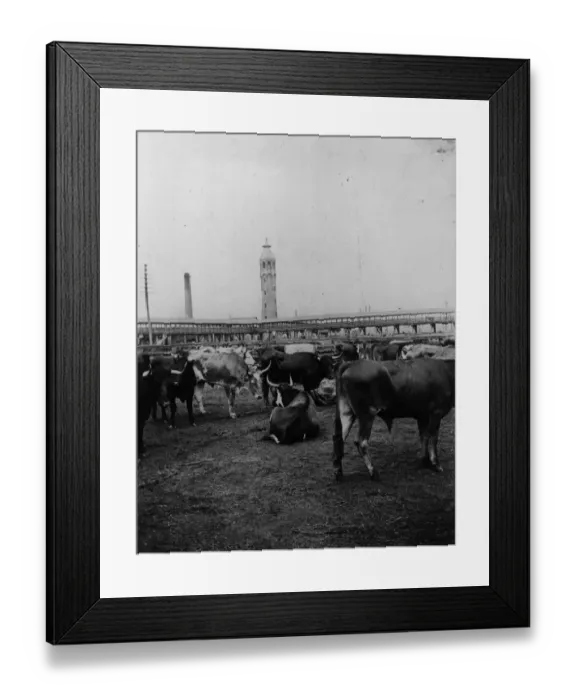 Framed Print : Chicago Bulls Framed Print : Chicago Bulls