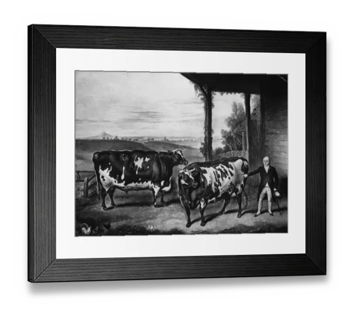 Framed Print : Durham Oxen Framed Print : Durham Oxen