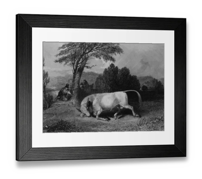 Framed Print : Chillingham Bull Framed Print : Chillingham Bull
