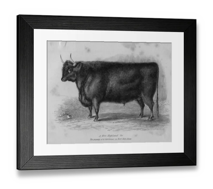 Framed Print : Highland Steer Framed Print : Highland Steer