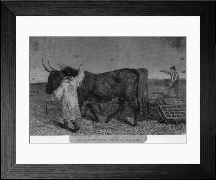 Framed Print : Working Oxen Framed Print : Working Oxen