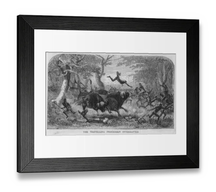 Framed Print : Buffalo Attack Framed Print : Buffalo Attack