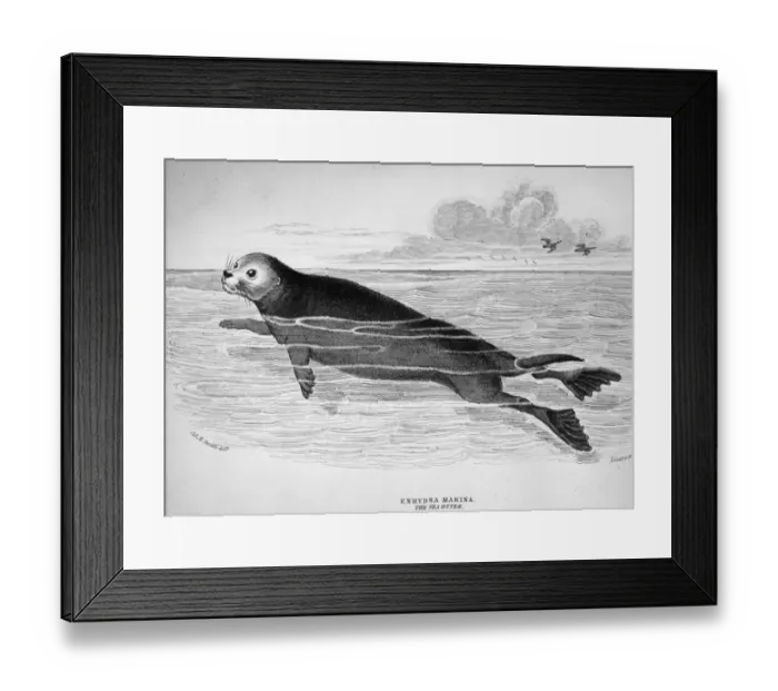 Framed Print : Sea Otter. circa 1850: The Enhydra Marina or sea otter, Original Artwork Framed Print : Sea Otter. circa 1850: The Enhydra Marina or sea otter, Original Artwork