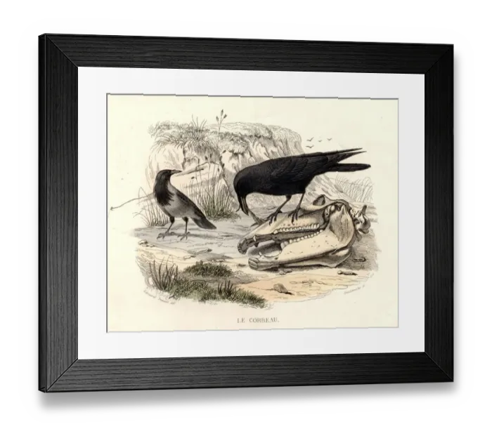 Framed Print : Carrion Crow Framed Print : Carrion Crow