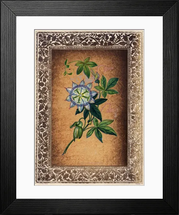 Framed Print : Passion Flower Framed Print : Passion Flower