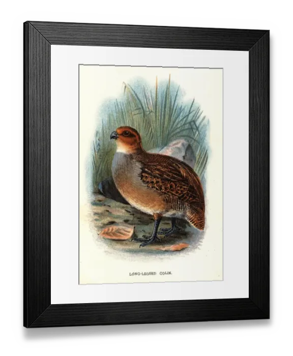 Framed Print : Long-Legged Colin Framed Print : Long-Legged Colin