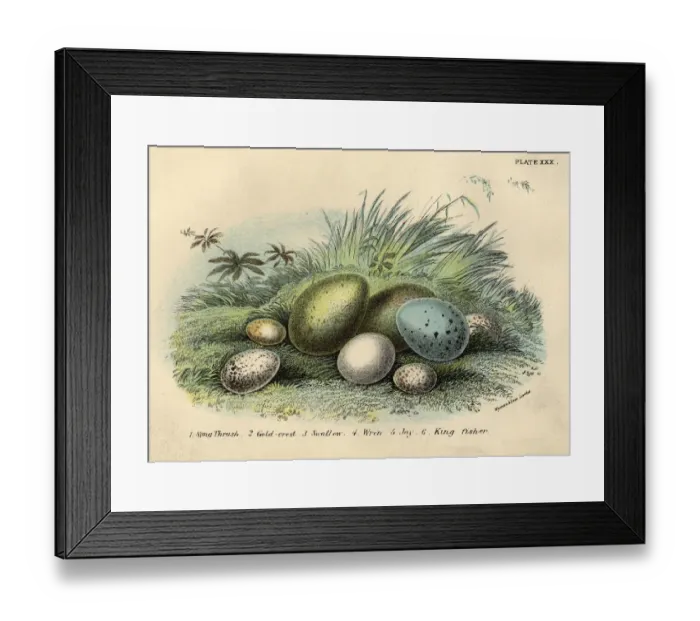 Framed Print : Nest Of Eggs Framed Print : Nest Of Eggs