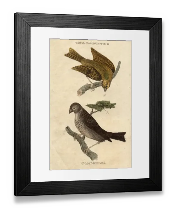 Framed Print : Buntings. circa 1800: A Yellow Bunting, top, and Common Bunting, bottom Framed Print : Buntings. circa 1800: A Yellow Bunting, top, and Common Bunting, bottom