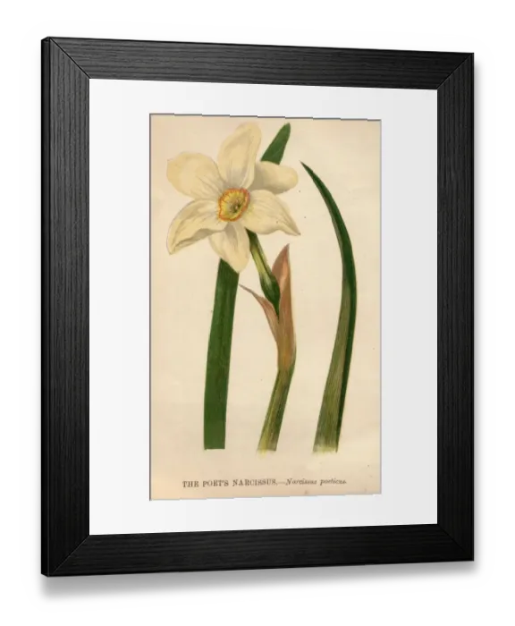 Framed Print : Poets Narcissus Framed Print : Poets Narcissus